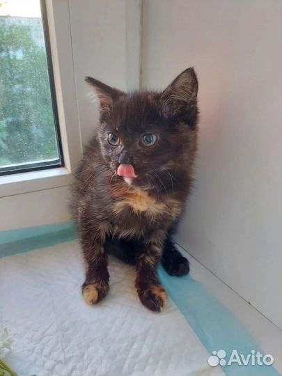 Кошечка в добрые руки