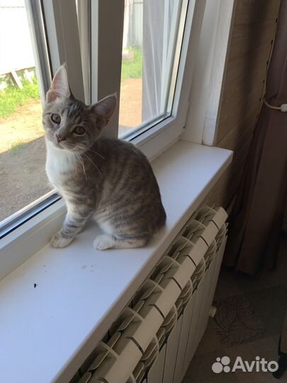 Котенок девочка 4 месяца