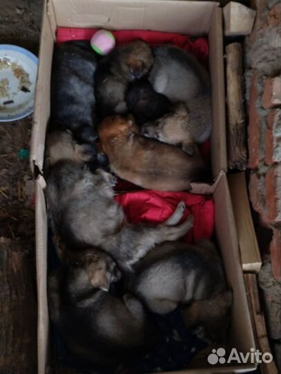 Щенки дворняжки