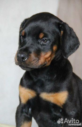 Щенок добермана