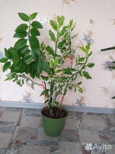 Фикус Бенджамина пестролистный