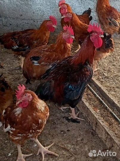 Мясо цветного бройлера Редбро