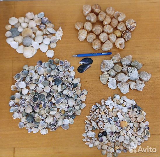 Ракушки натуральные