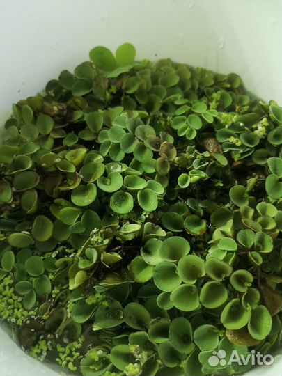 Рыбки и аквариумные растения акция