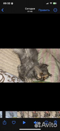 Отдам в добрые руки