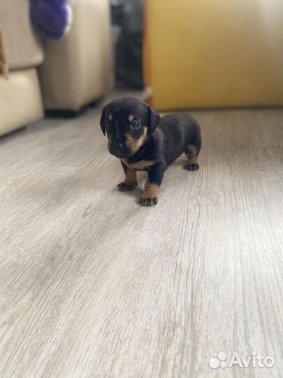 Щенки таксы