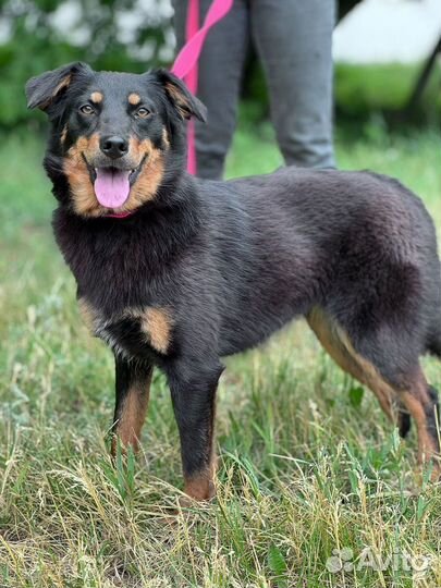 Собака Бона ищет дом