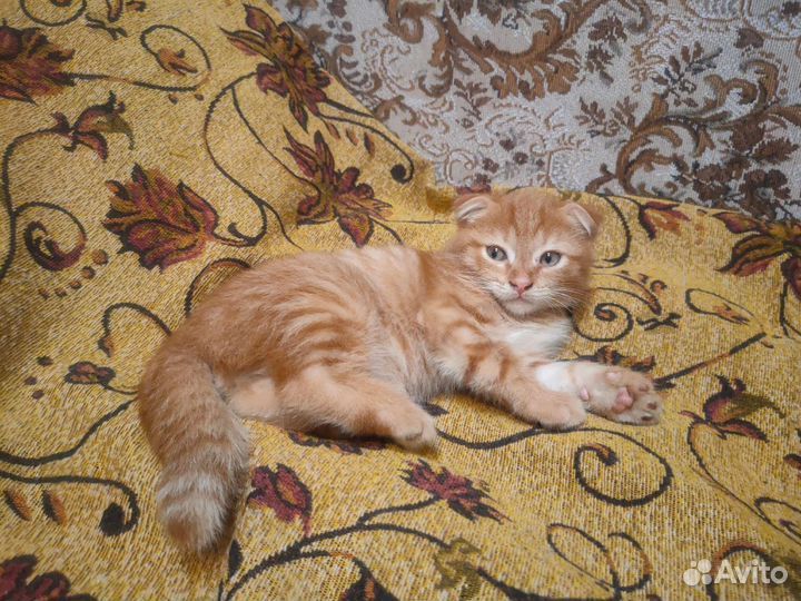 Вислоухие котята бесплатно в добрые руки