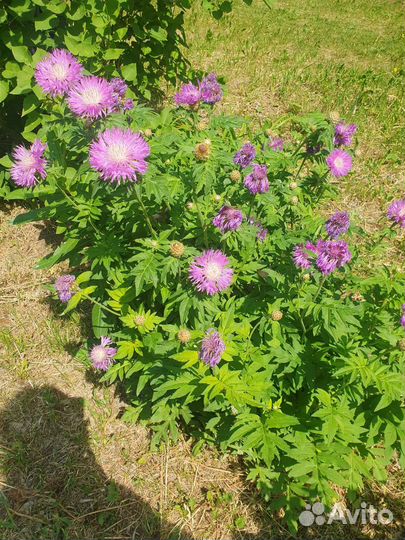 Василек многолетний мускусный