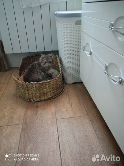 Кошки в добрые руки