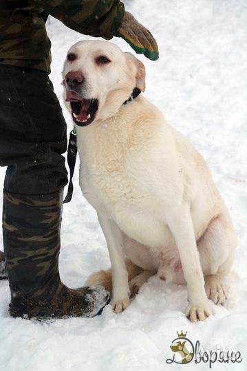 Метис лабрадора Белый