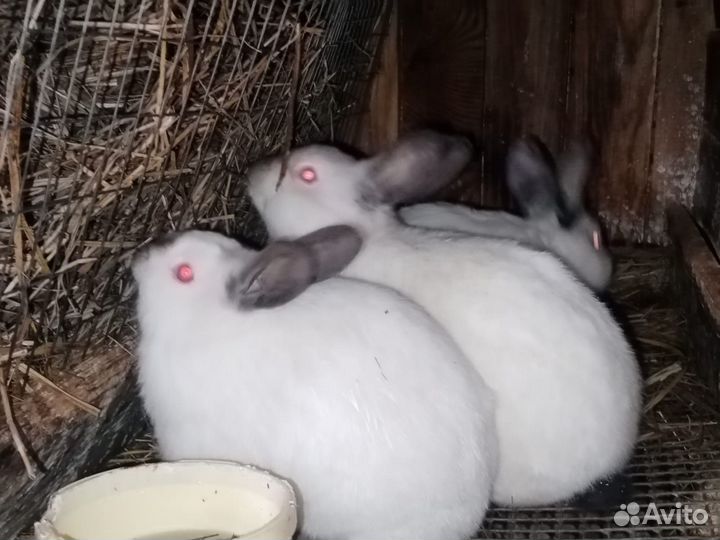 Кролики Калифорнийской породы