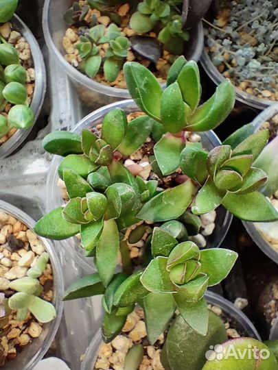 Суккуленты- полный список