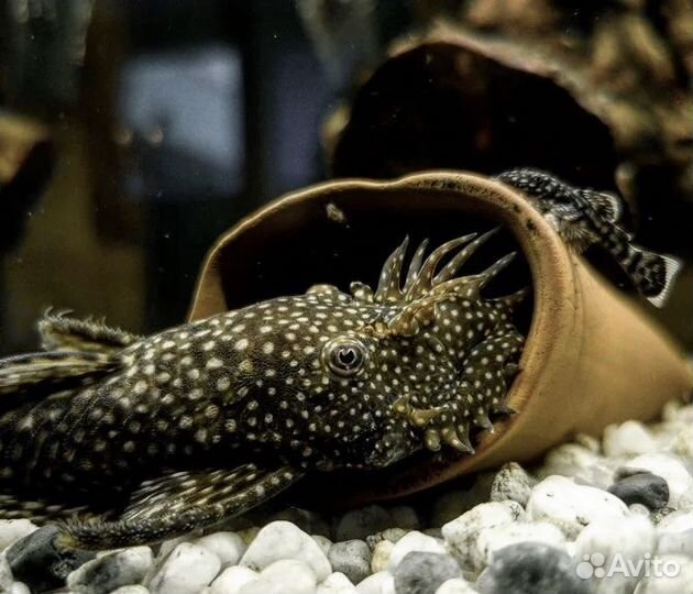 Рыбки для видового аквариума