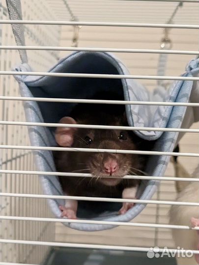 Гамак для грызунов