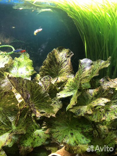 Нимфея, анубиас, криптокорина, валлиснерия