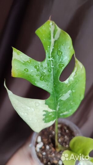 Rhaphidophora tetrasperma вар