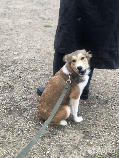 Собака ищет дом