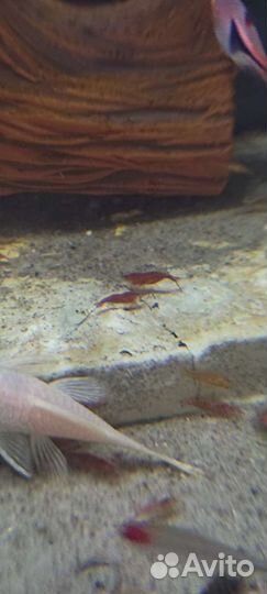 Рыбки креветки