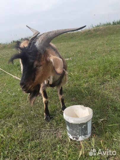Продам козла