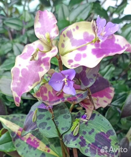 Традесканция и другие коммелиновые 58 сортов