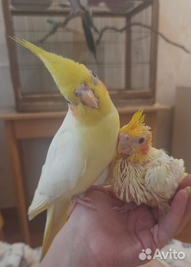 Попугай корелла птенец