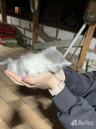 Отдам в добрые руки