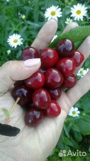 Выборг, Саженцы кустовой вишни