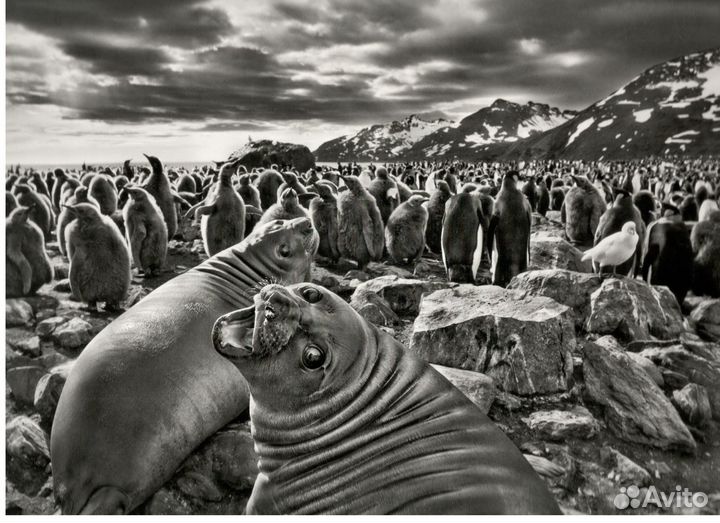 Удивительное фото. Себастьян Сальгадо. Тюлени