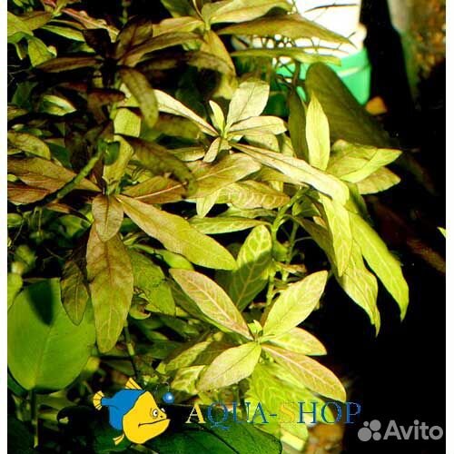 Аквариумные растение