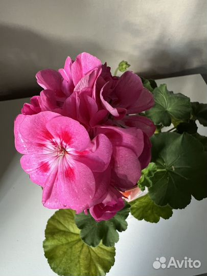 Пеларгония герань