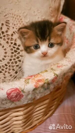 Британские котята