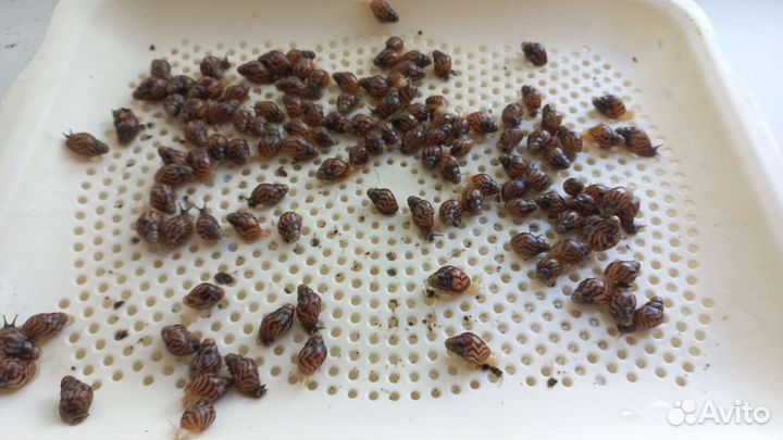 Улитки ахатины ретикулята