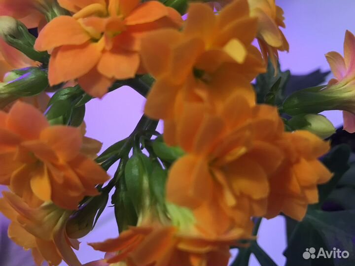 Каланхоэ цветущий оранжевый