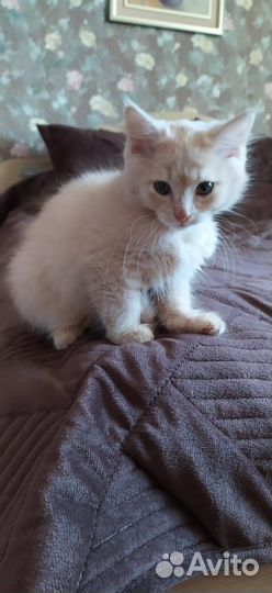 Отдам в добрые руки кошечку