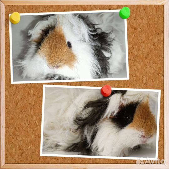 Морские свинки лункария