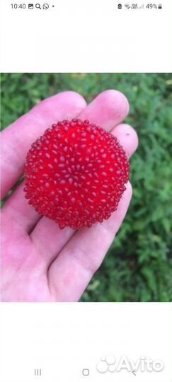 Тибетская малина саженцы