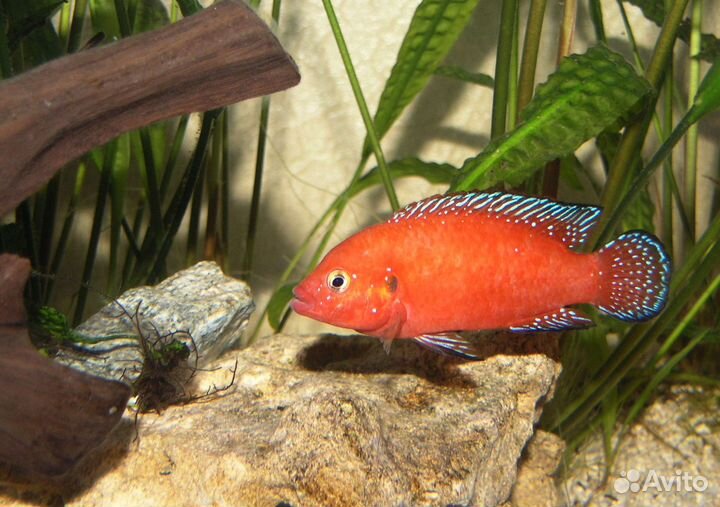 Hemichromis exsul подростки