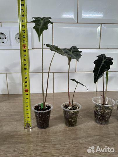 Алоказия Нобилис