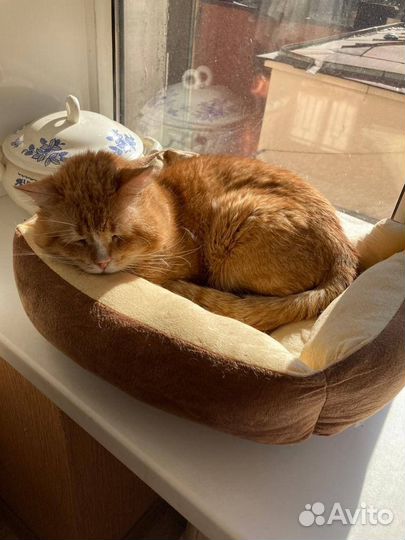 Котик в добрые руки