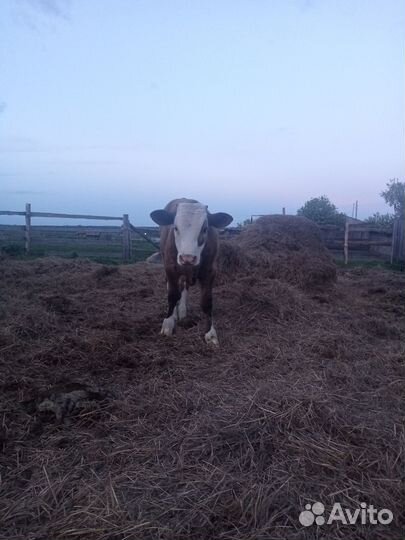 Бычок 2 месяца