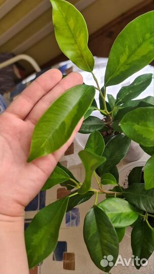 Сортовые фикусы