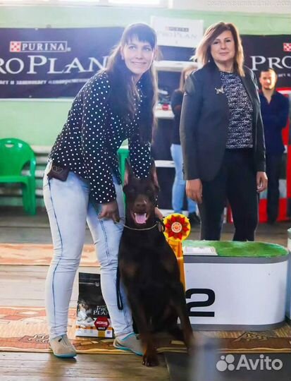 Подготовка собак к выставкам, дог фитнес