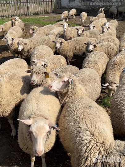Тексель ташлинские овцы ярки