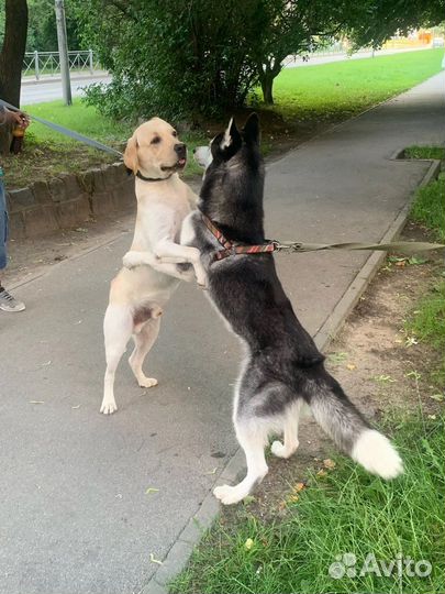 Хаски вязка