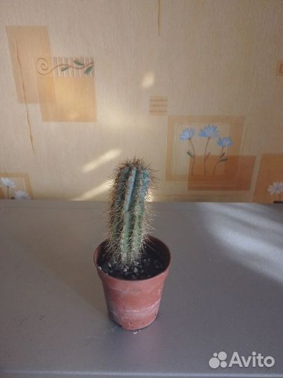 Кактусы, суккуленты и другие цветы