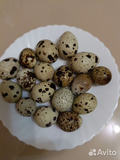 Яйца перепелиные