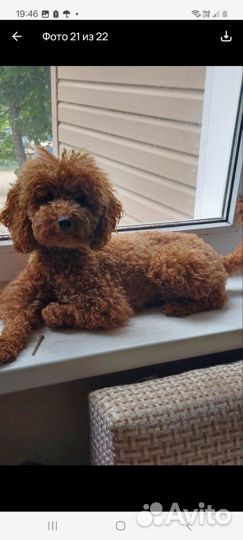 Той-пудель ред браун мальчик