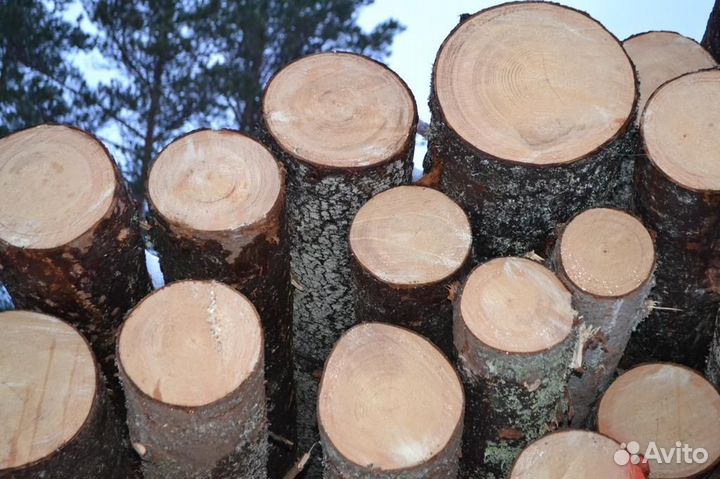 Купим - Еловый кругляк, объем 10000м3, в месяц