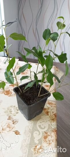 Пальма панданус